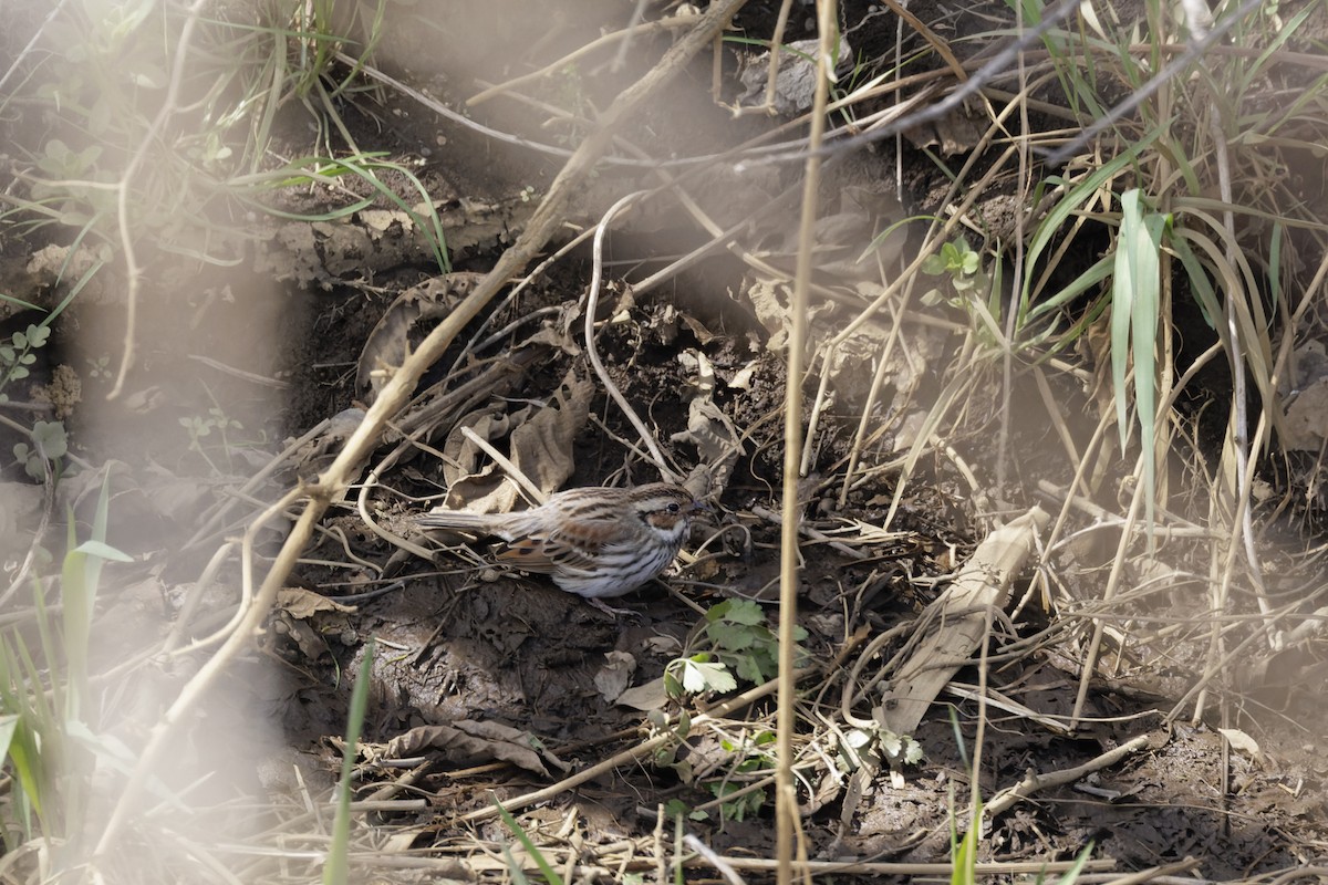 Little Bunting - ML544155771