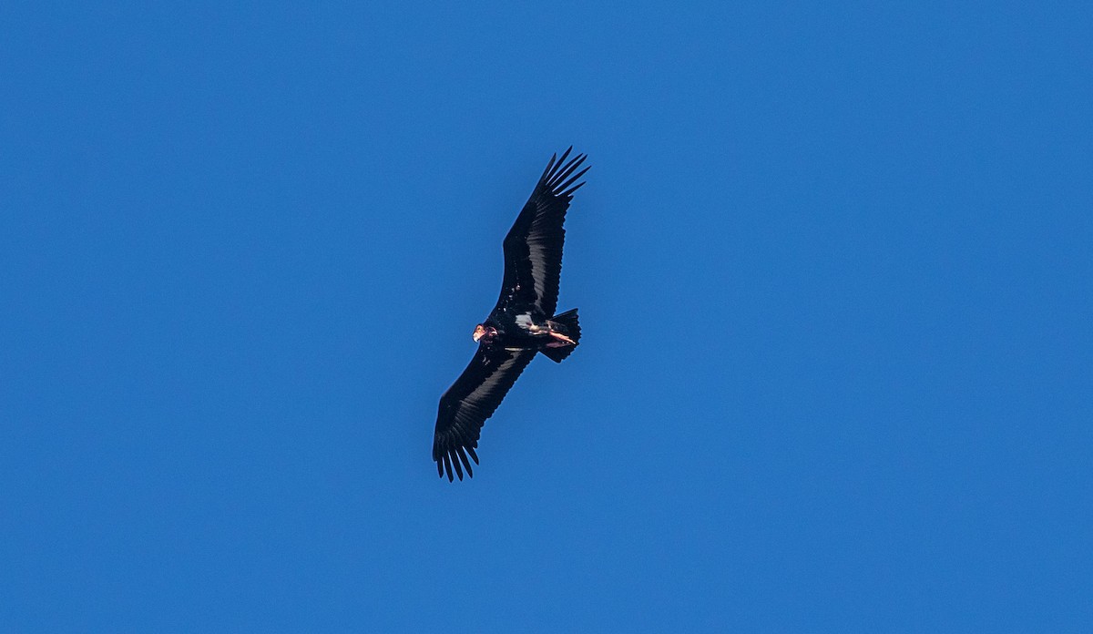 Red-headed Vulture - ML544155871