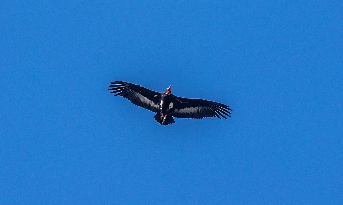 Red-headed Vulture - ML544155881