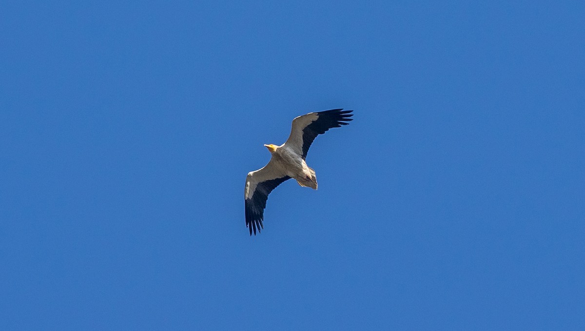 Egyptian Vulture - ML544155931