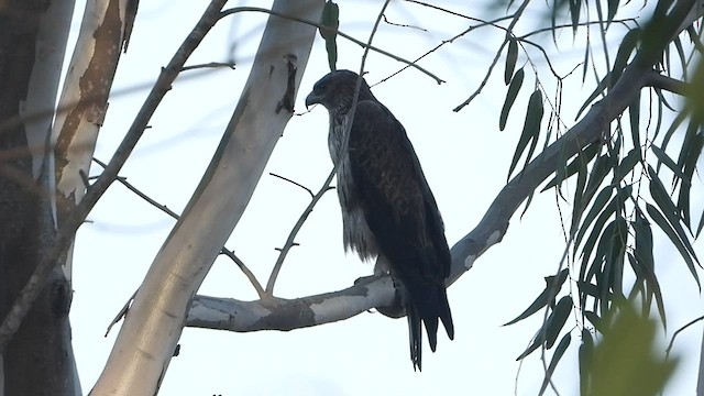 Águila Perdicera - ML544156661