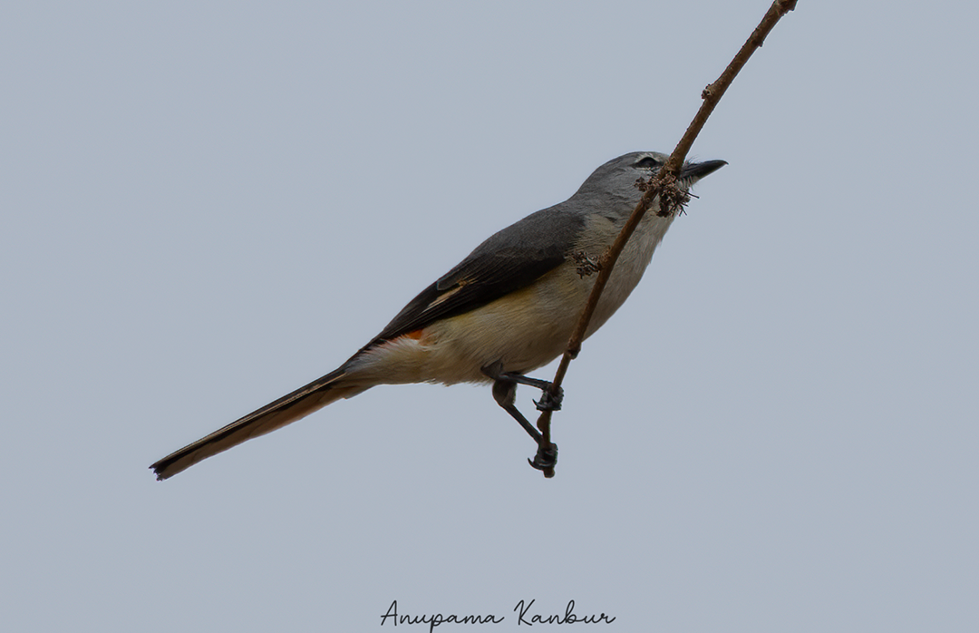 Small Minivet - ML544156771