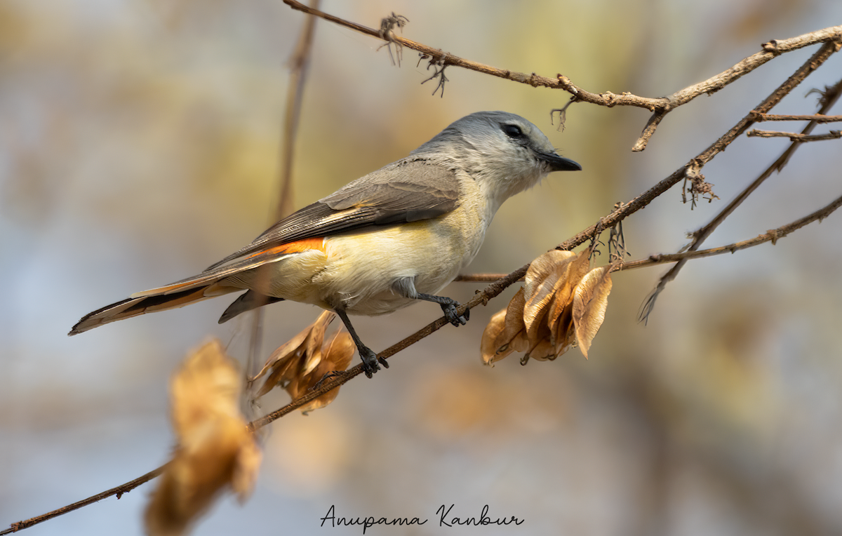 Small Minivet - ML544156781