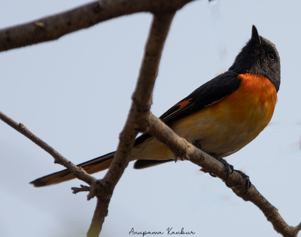 Small Minivet - ML544156791