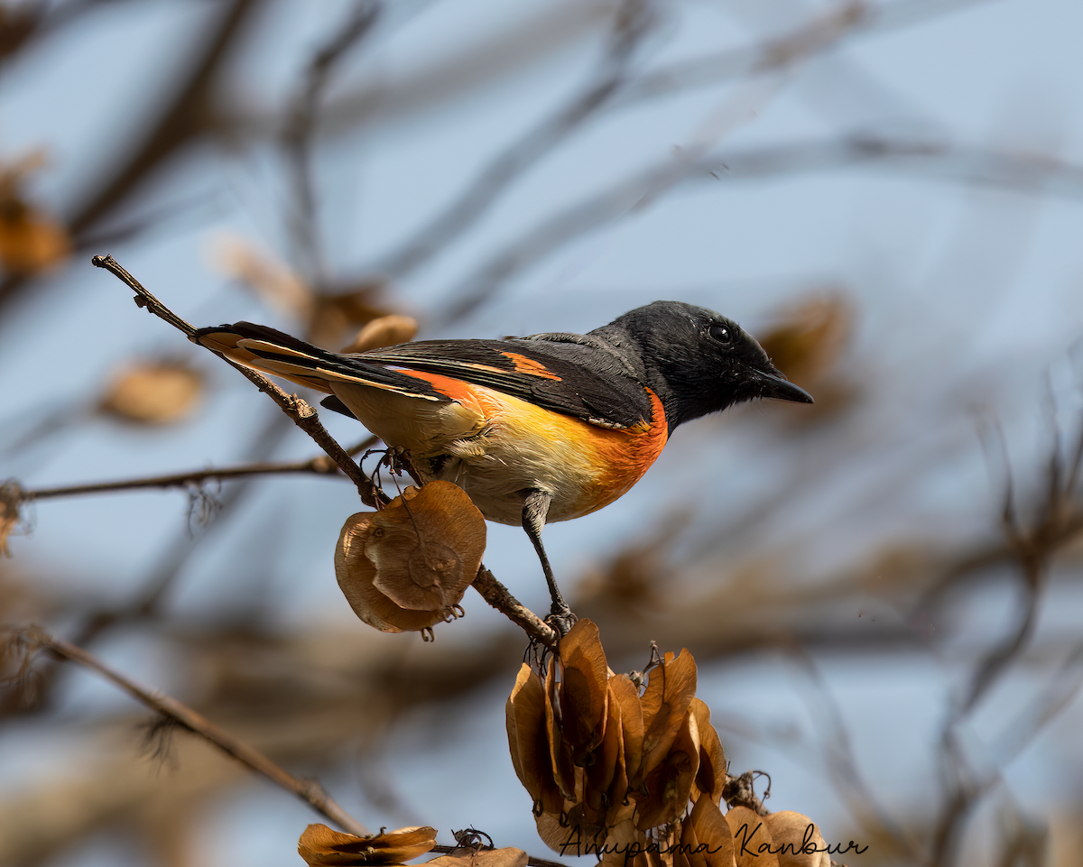 Small Minivet - ML544156801