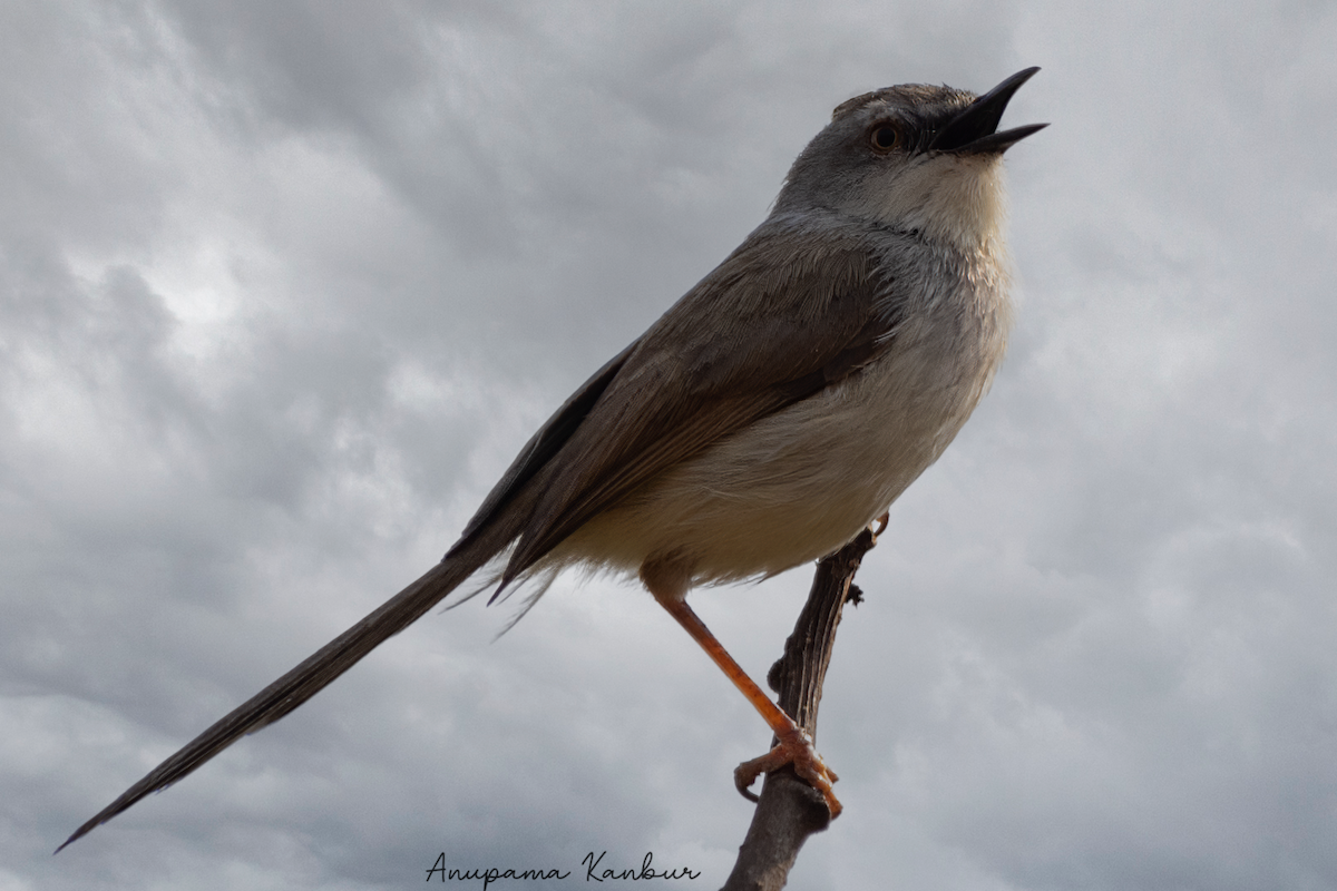 Gray-breasted Prinia - ML544156821