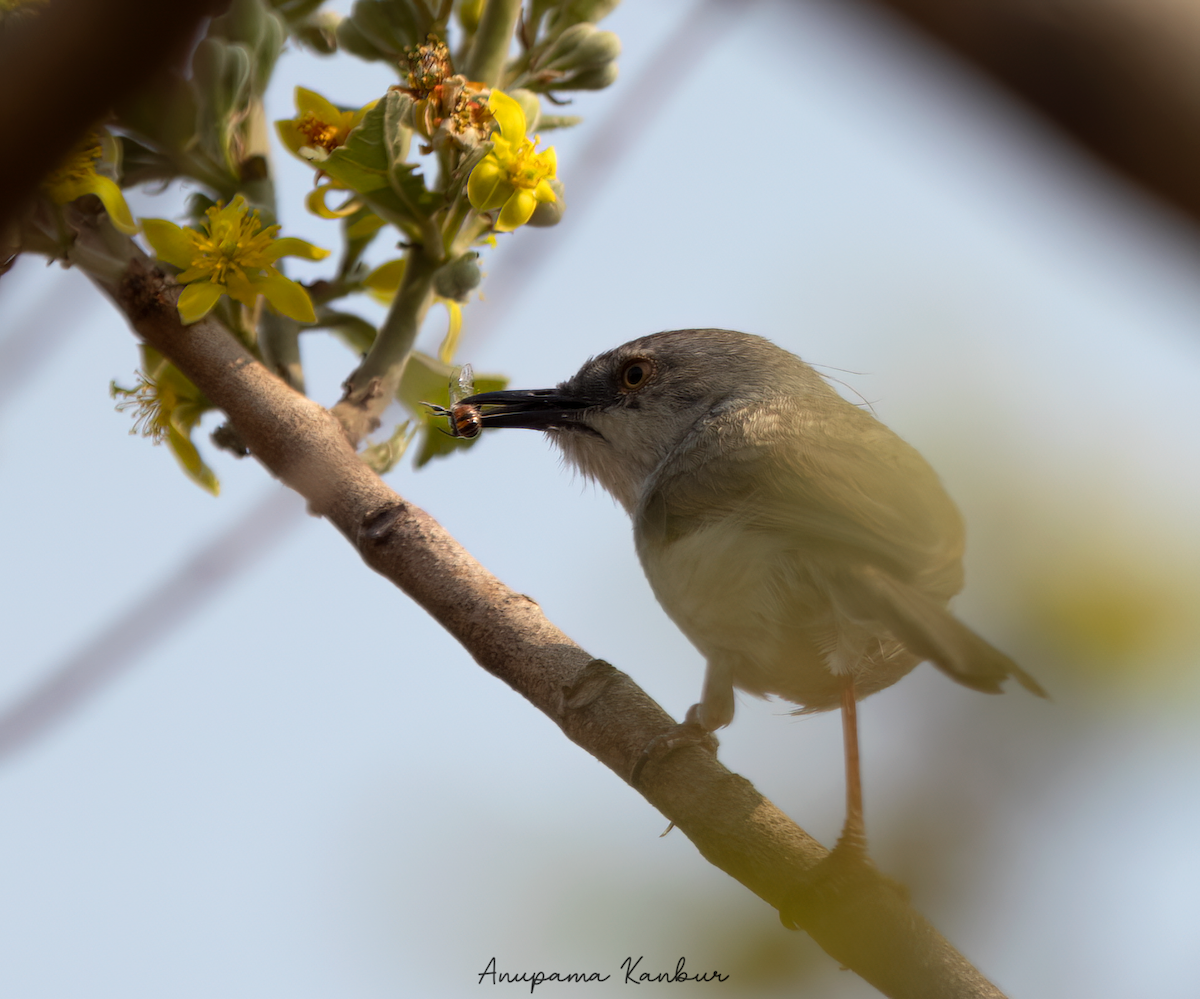 Gray-breasted Prinia - ML544156831
