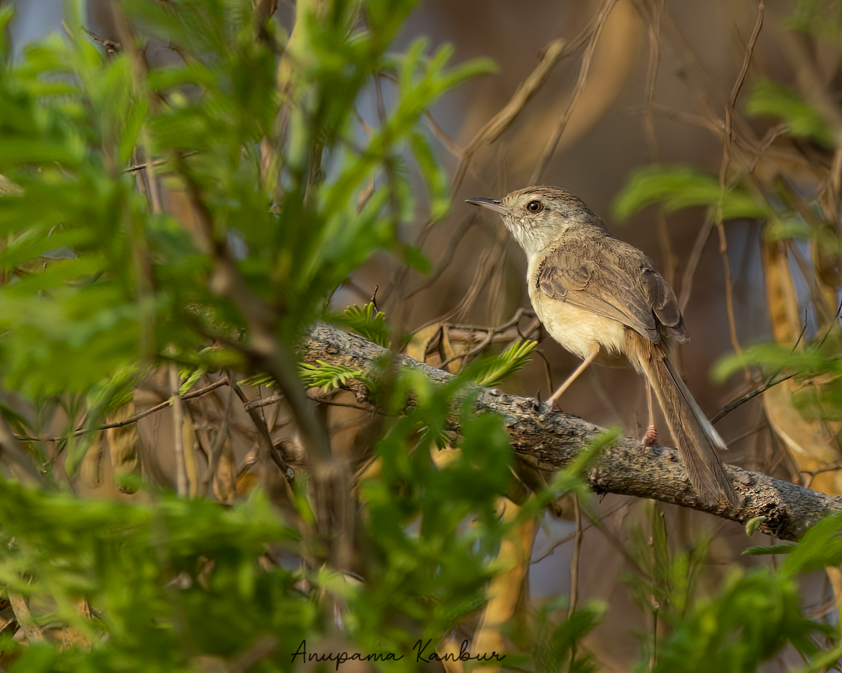 Jungle Prinia - ML544156901