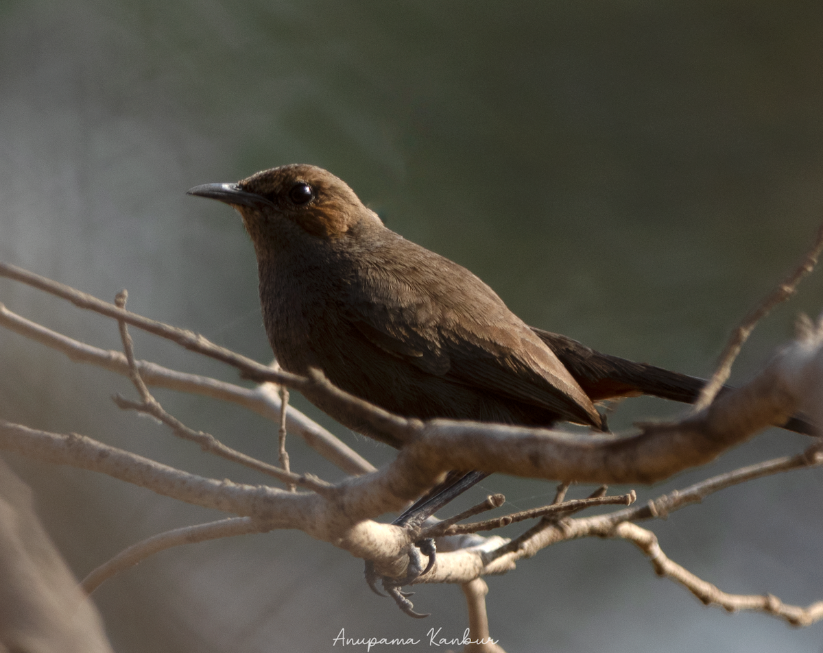 Indian Robin - ML544156911