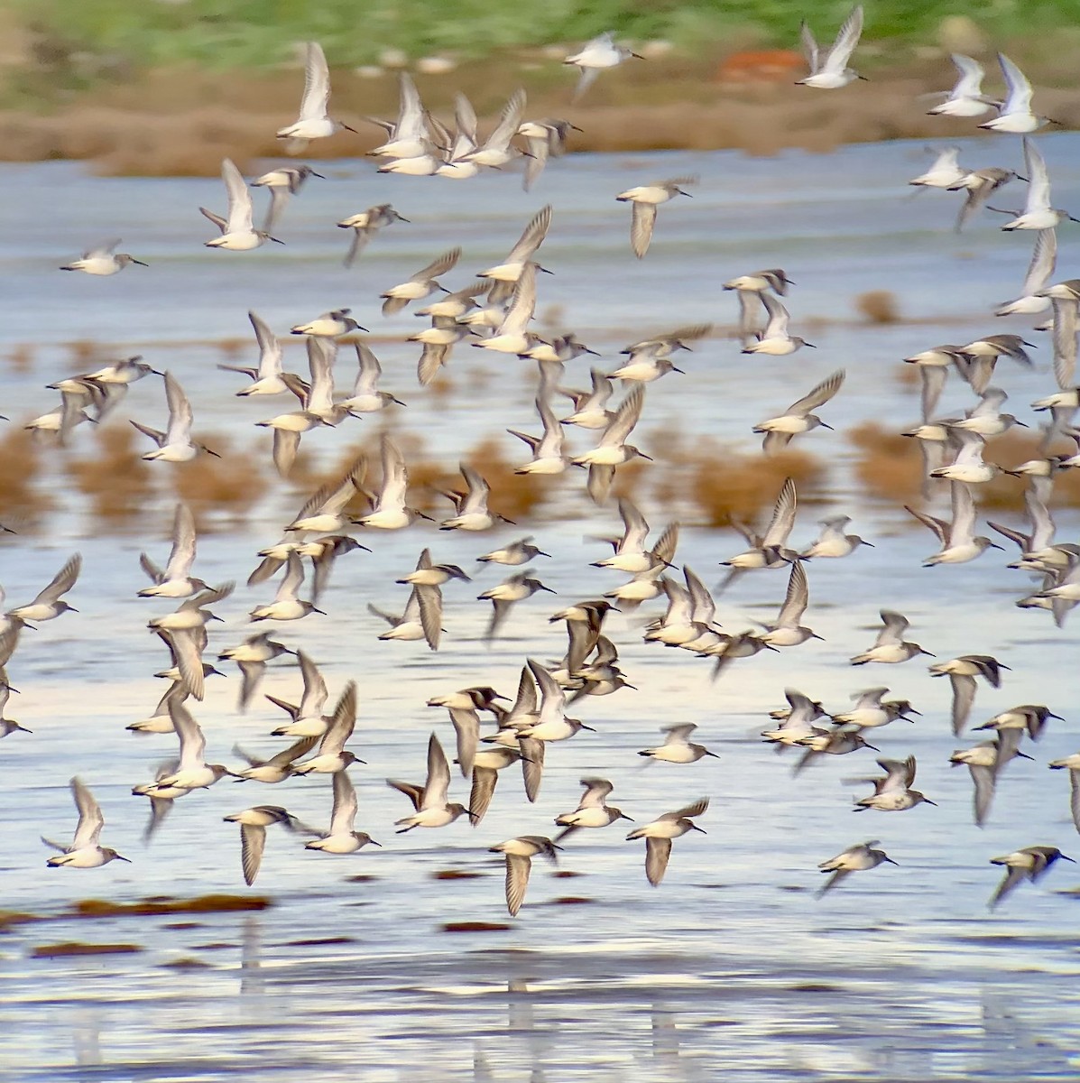 Dunlin - loick larvol