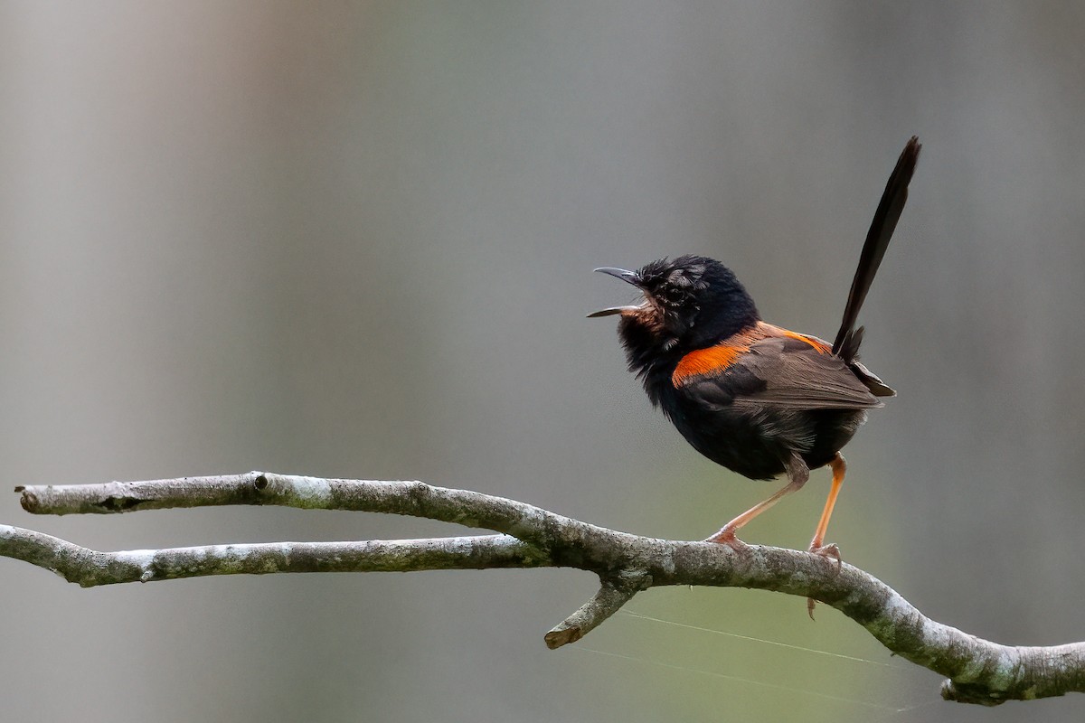 Red-backed Fairywren - ML544157841