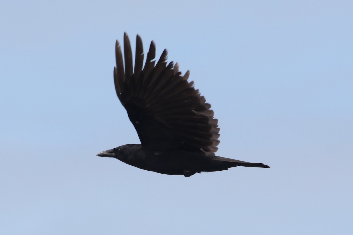 American Crow - ML54415851