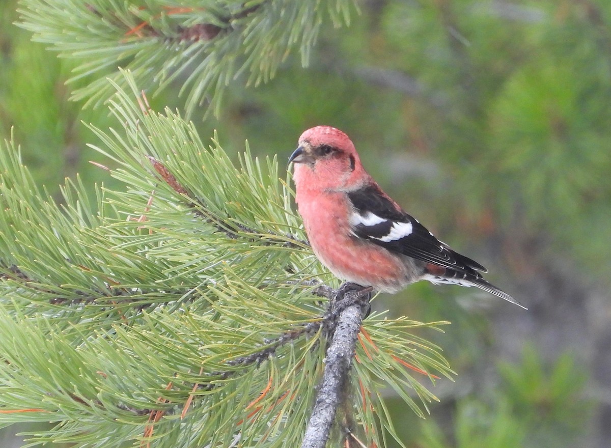 White-winged Crossbill - ML544158551