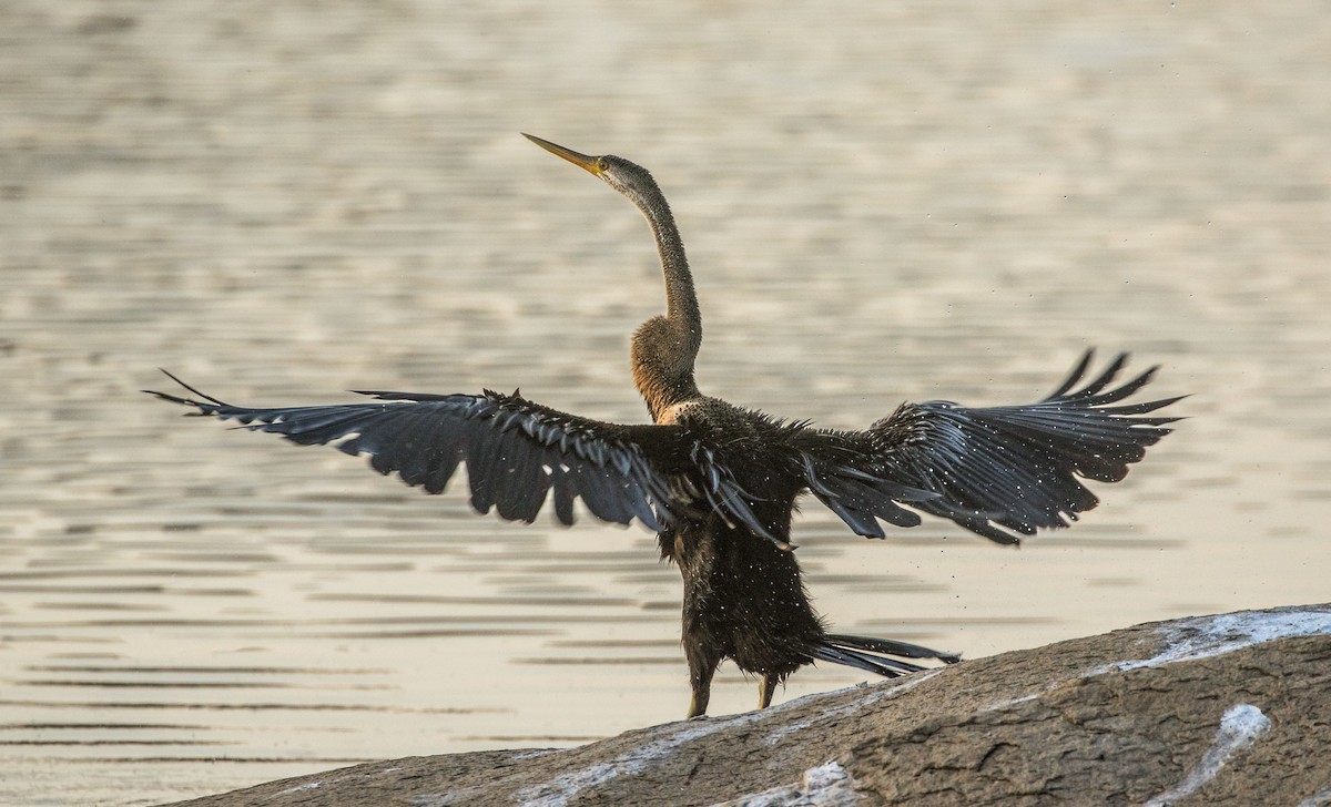 anhinga indomalajská - ML544159031