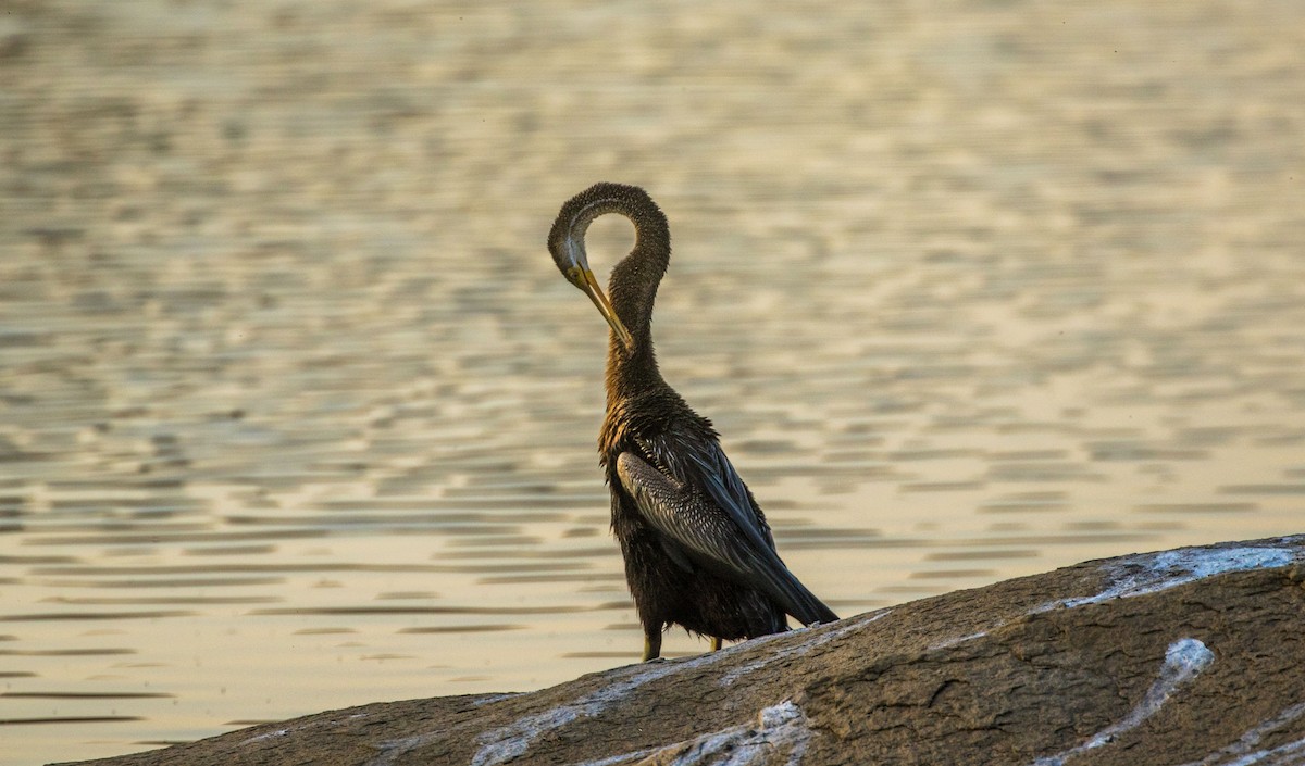 Oriental Darter - ML544159041