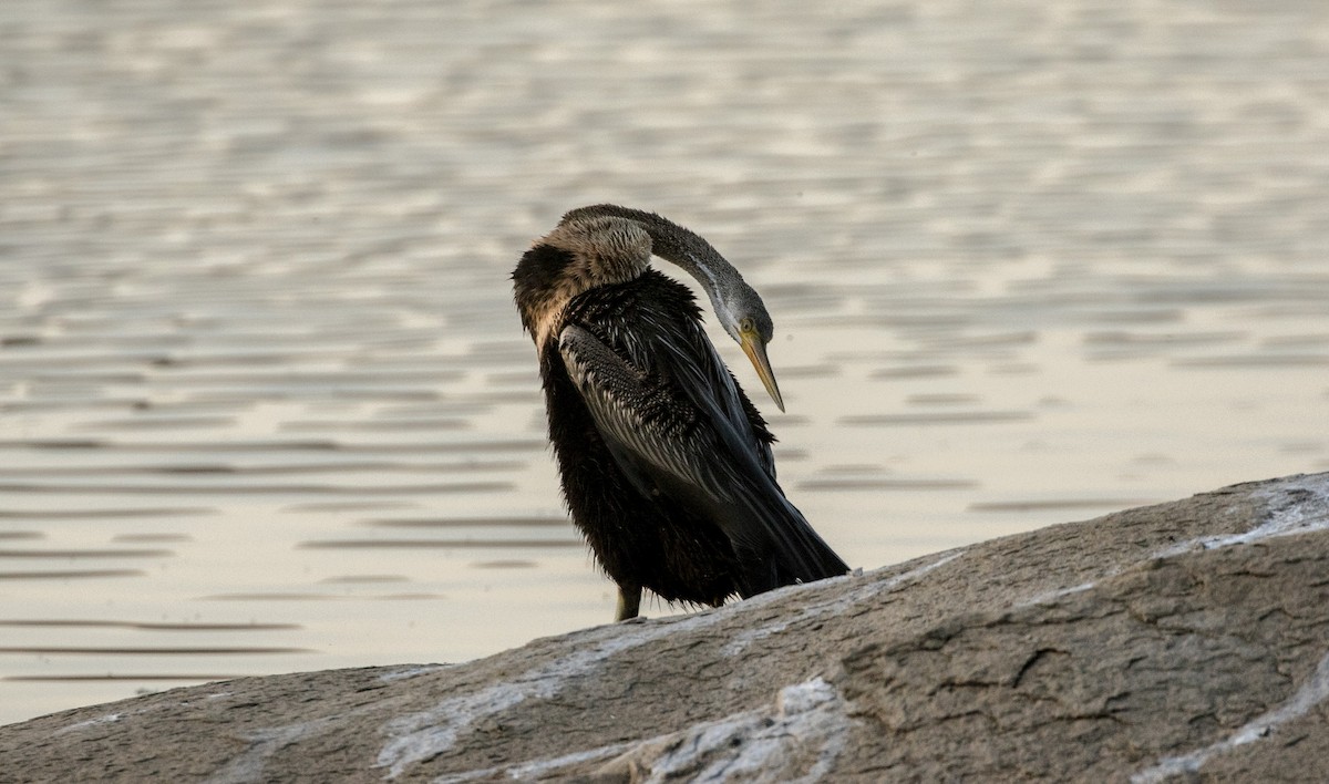 Oriental Darter - ML544159051