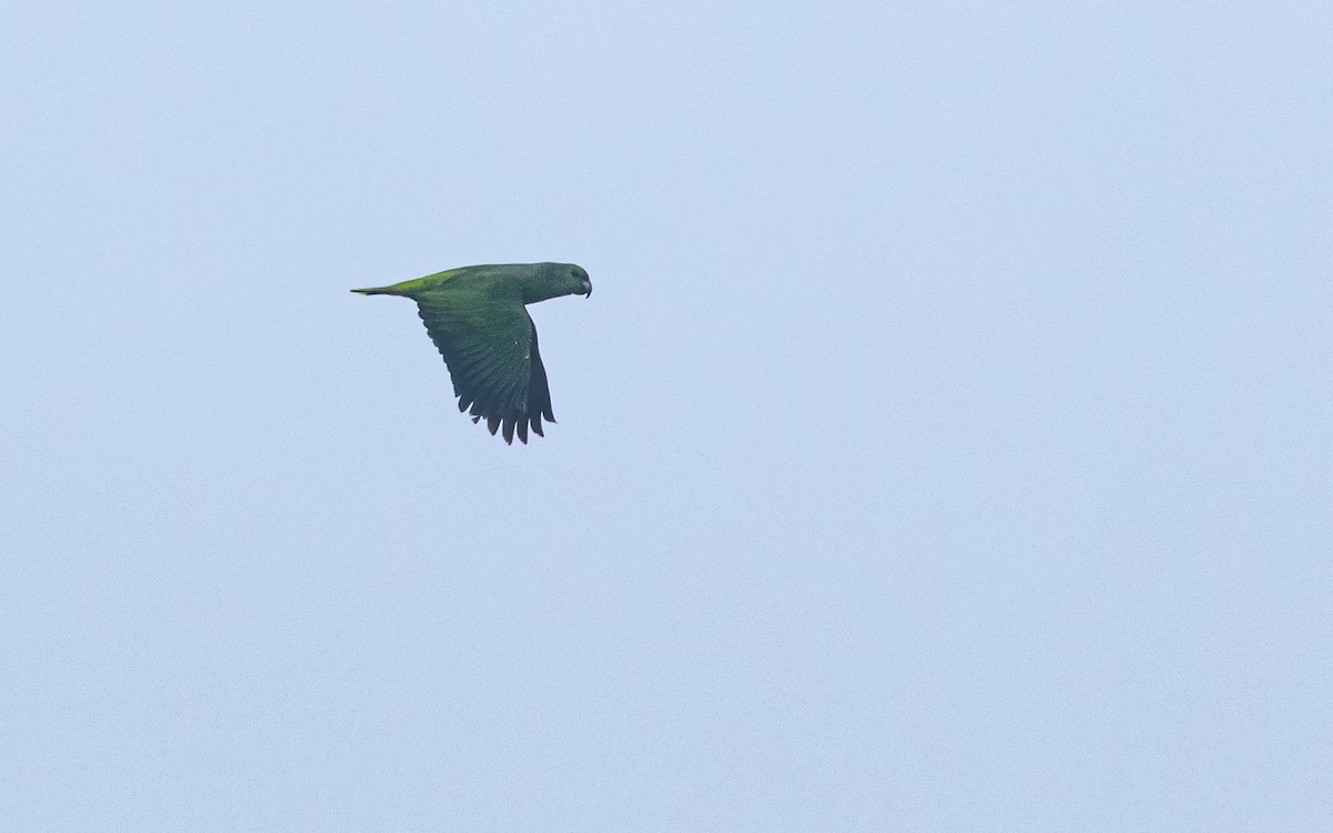 Scaly-naped Parrot - ML544159581