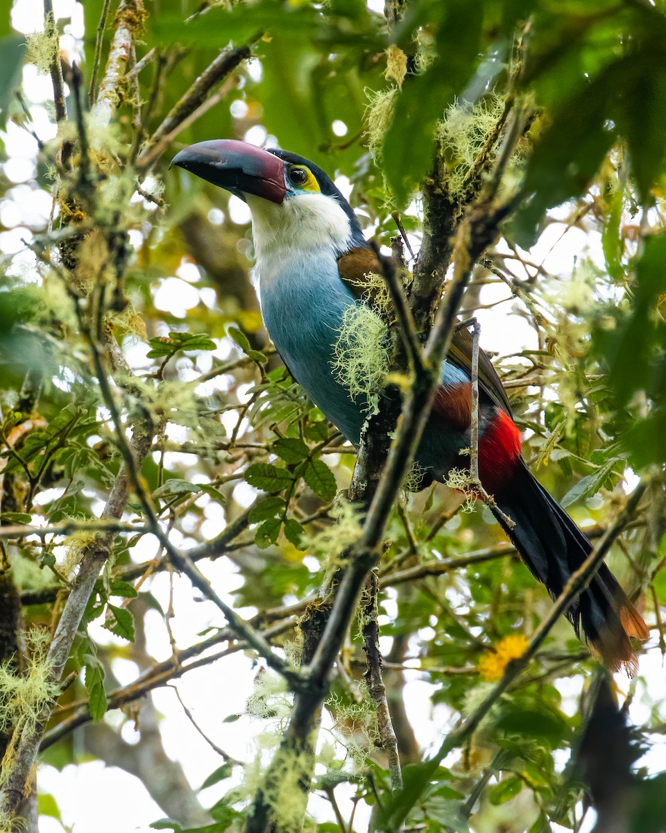 Black-billed Mountain-Toucan - ML544159591