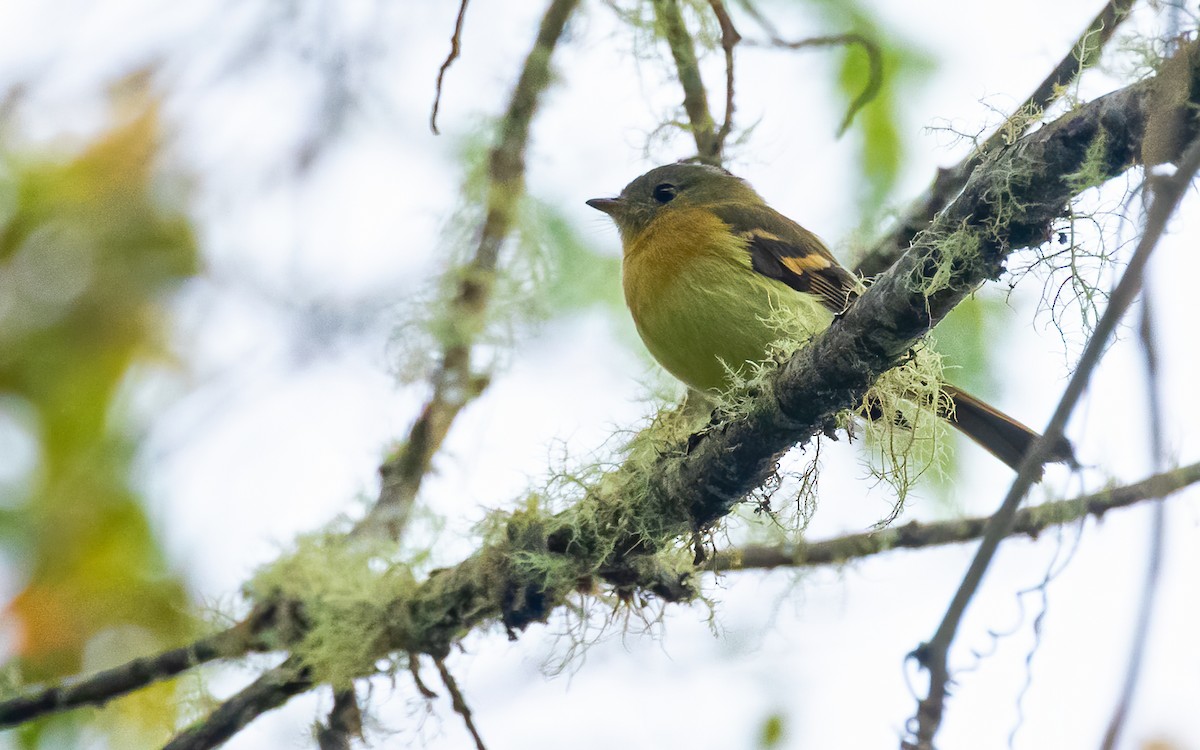 Handsome Flycatcher - ML544159621