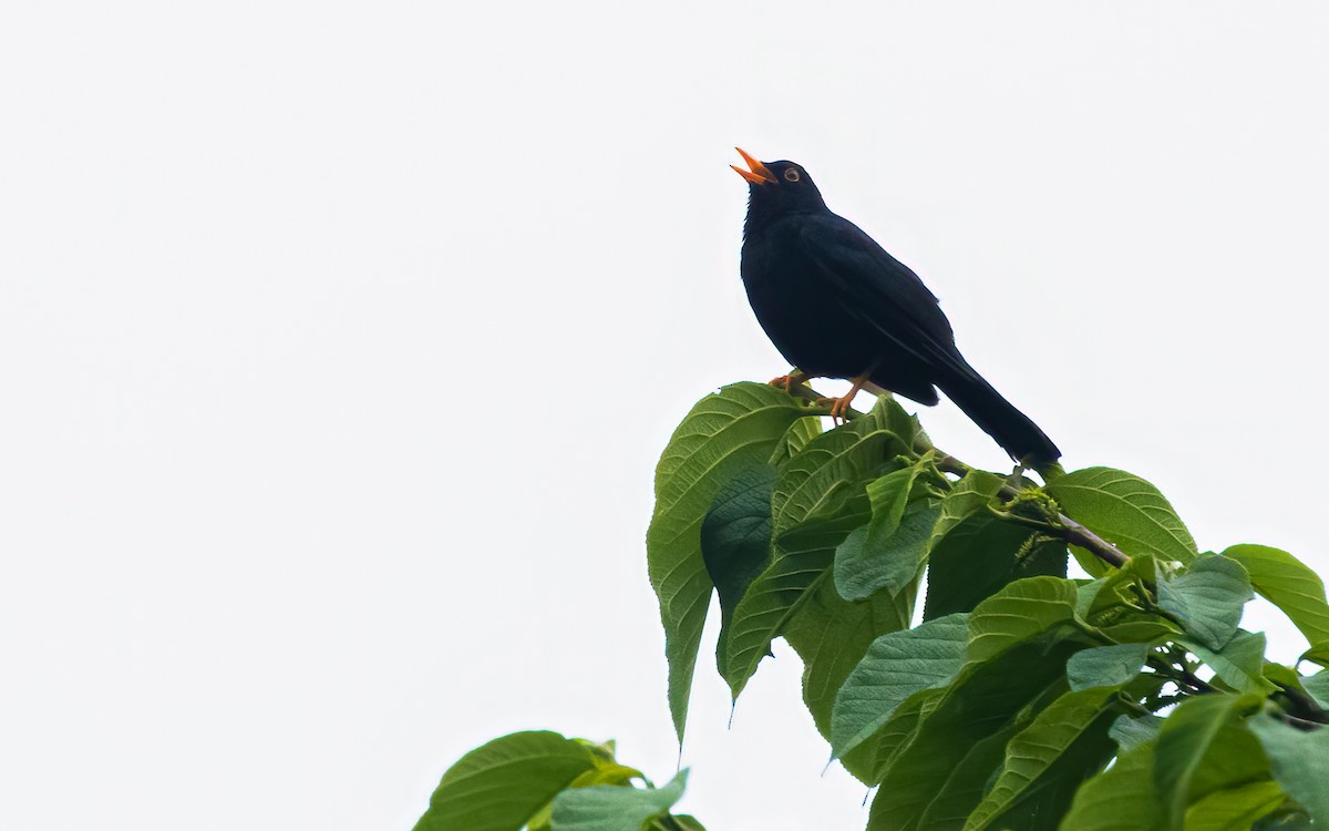 Glossy-black Thrush - ML544159651