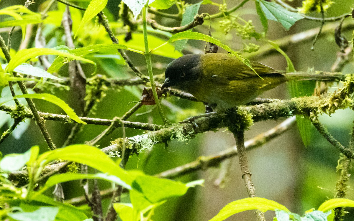 Common Chlorospingus - ML544159701