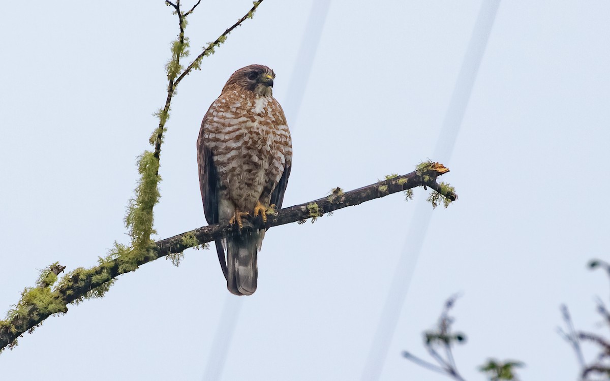 Broad-winged Hawk - ML544159801