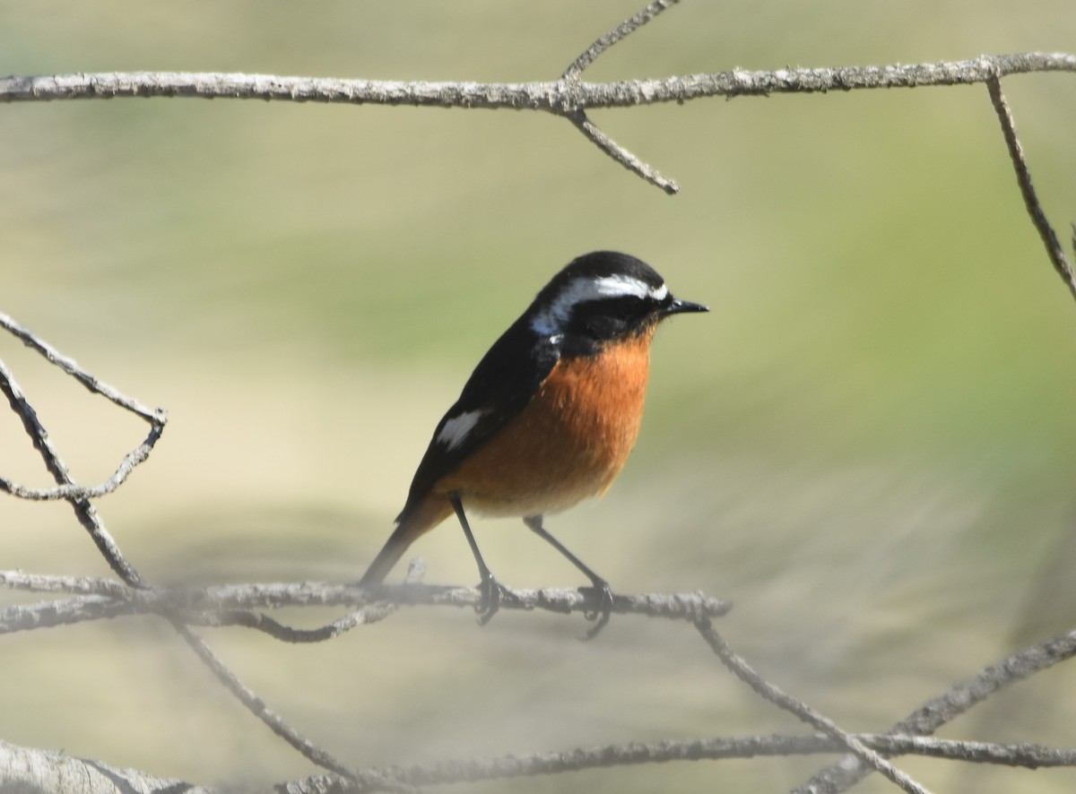 Moussier's Redstart - Eva Bratek