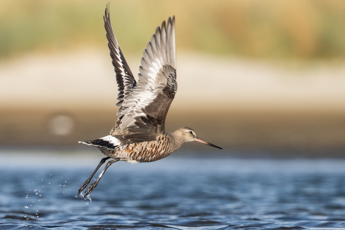 Hudsonian Godwit - ML544160671