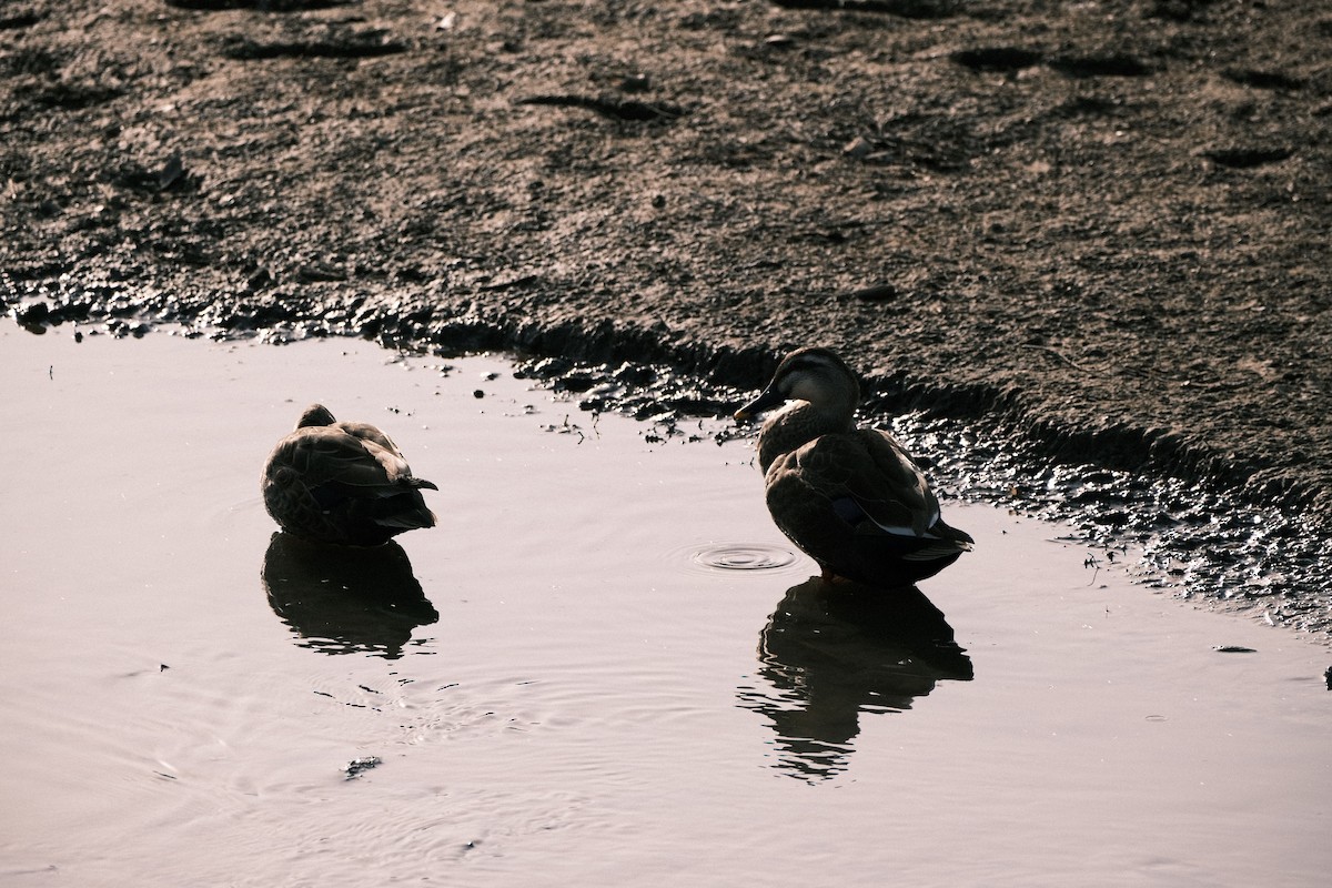 Eastern Spot-billed Duck - ML544161701
