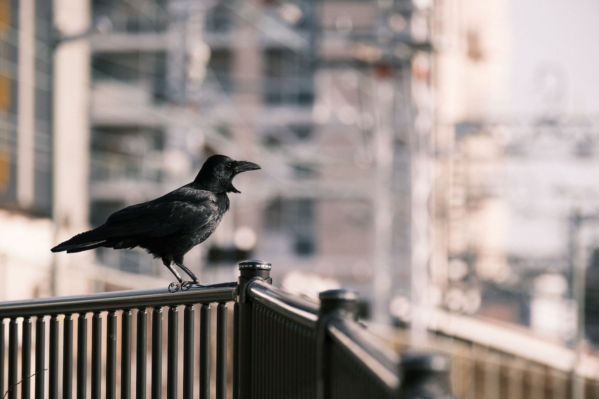 Carrion Crow - ML544161731
