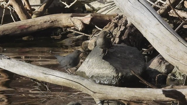 American Dipper - ML544162011