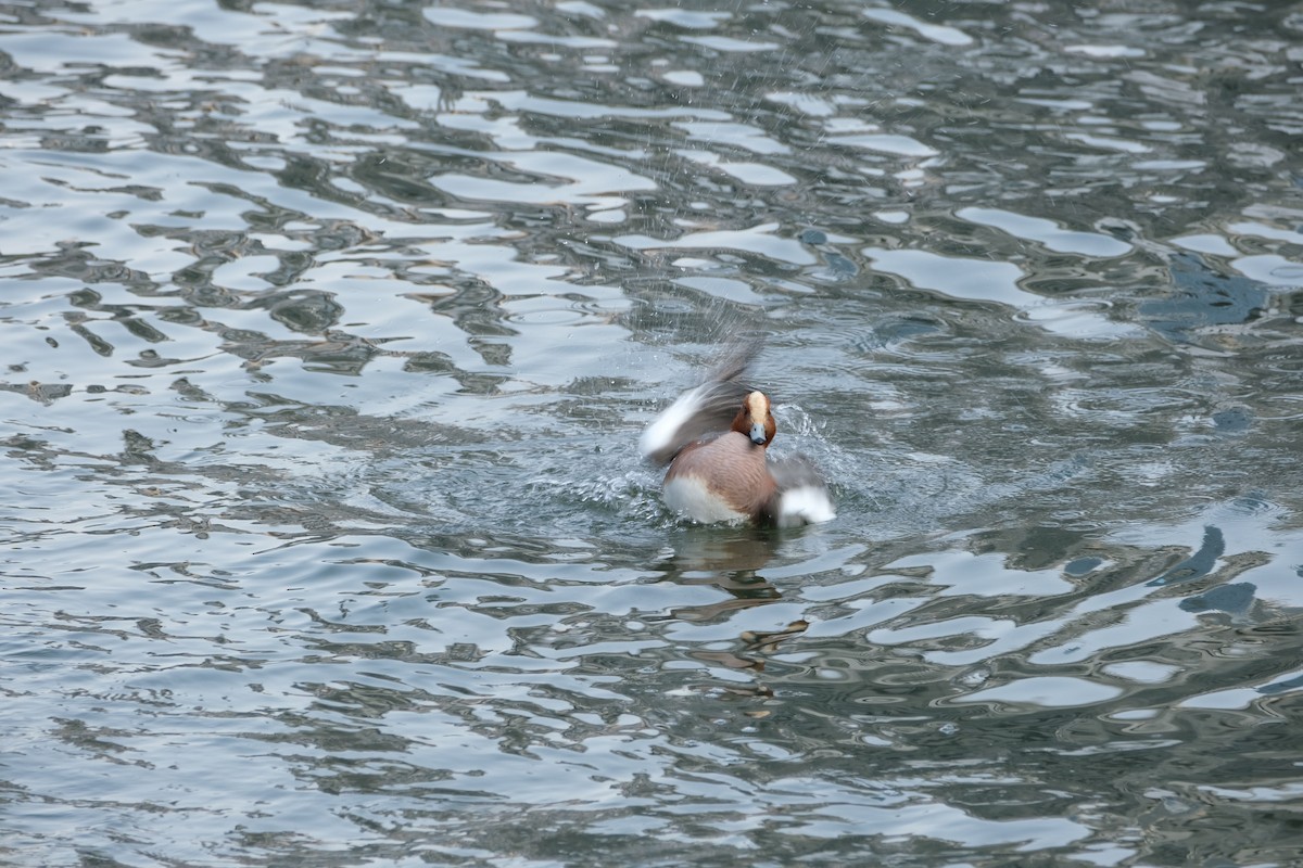 Eurasian Wigeon - ML544162061