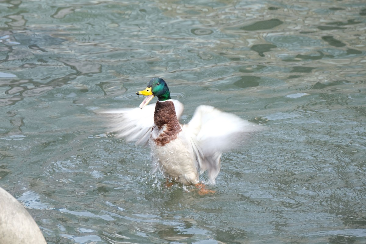 Mallard - ML544162071