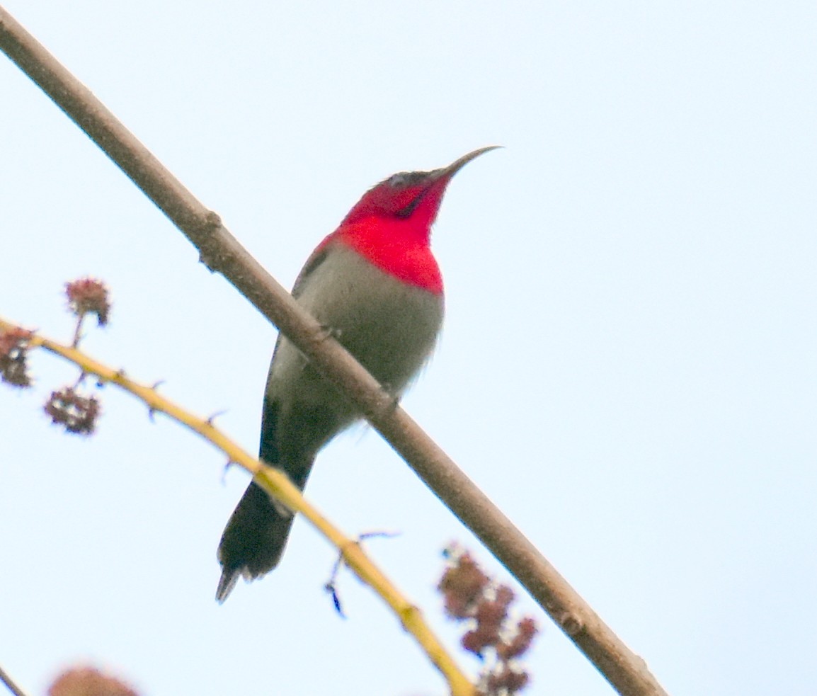 Crimson Sunbird (Crimson) - ML544162081