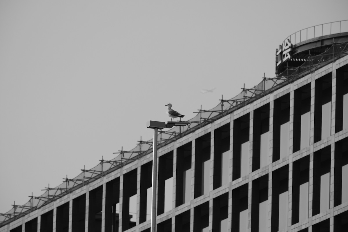 Vega/Mongolian Gull - ML544162091