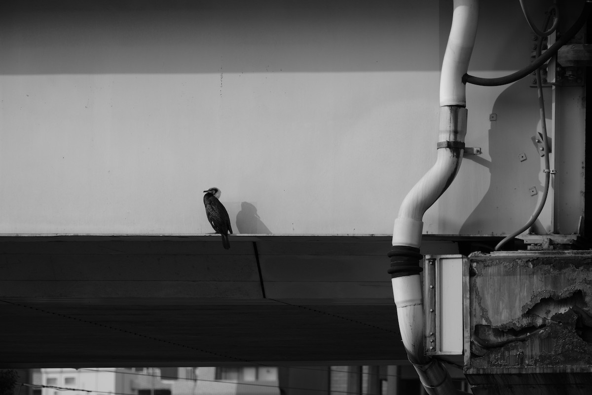 Great Cormorant - ML544162131