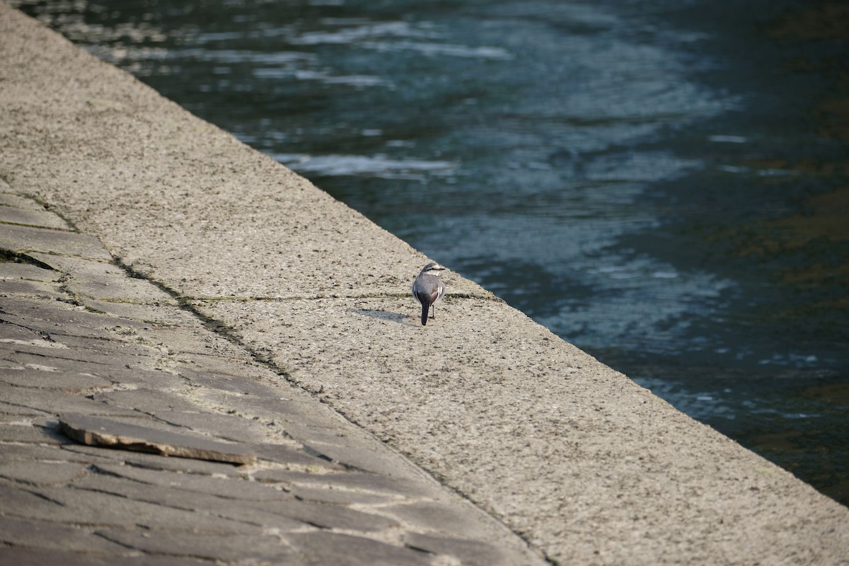 White Wagtail - ML544162141