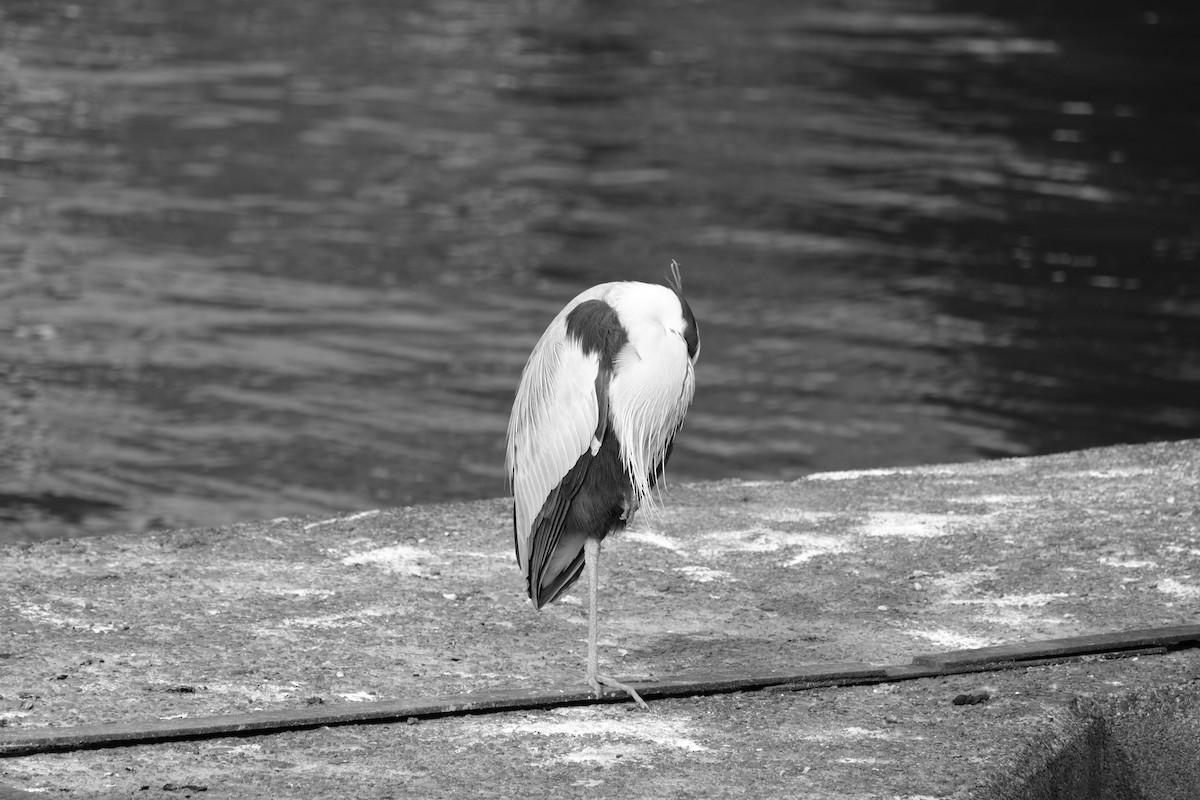 Gray Heron - ML544162171