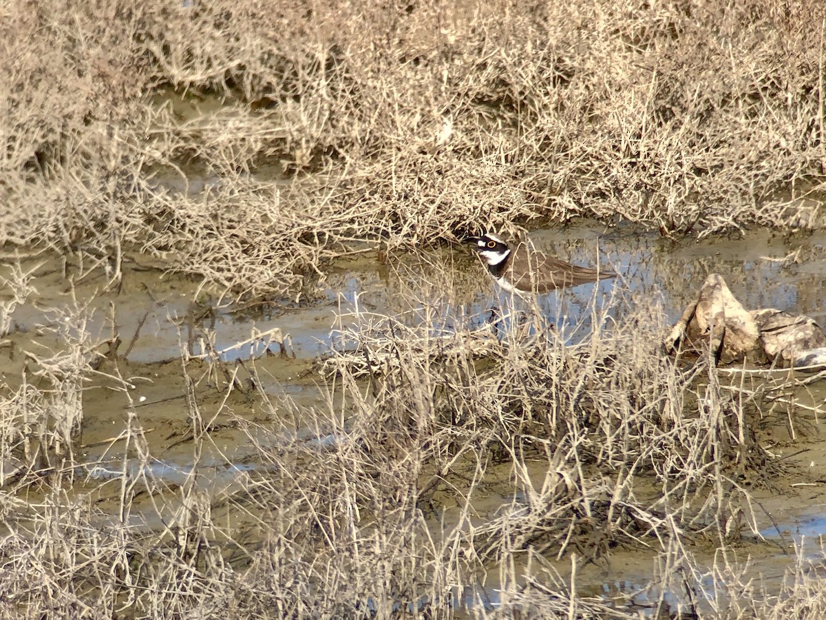 Little Ringed Plover - ML544162321