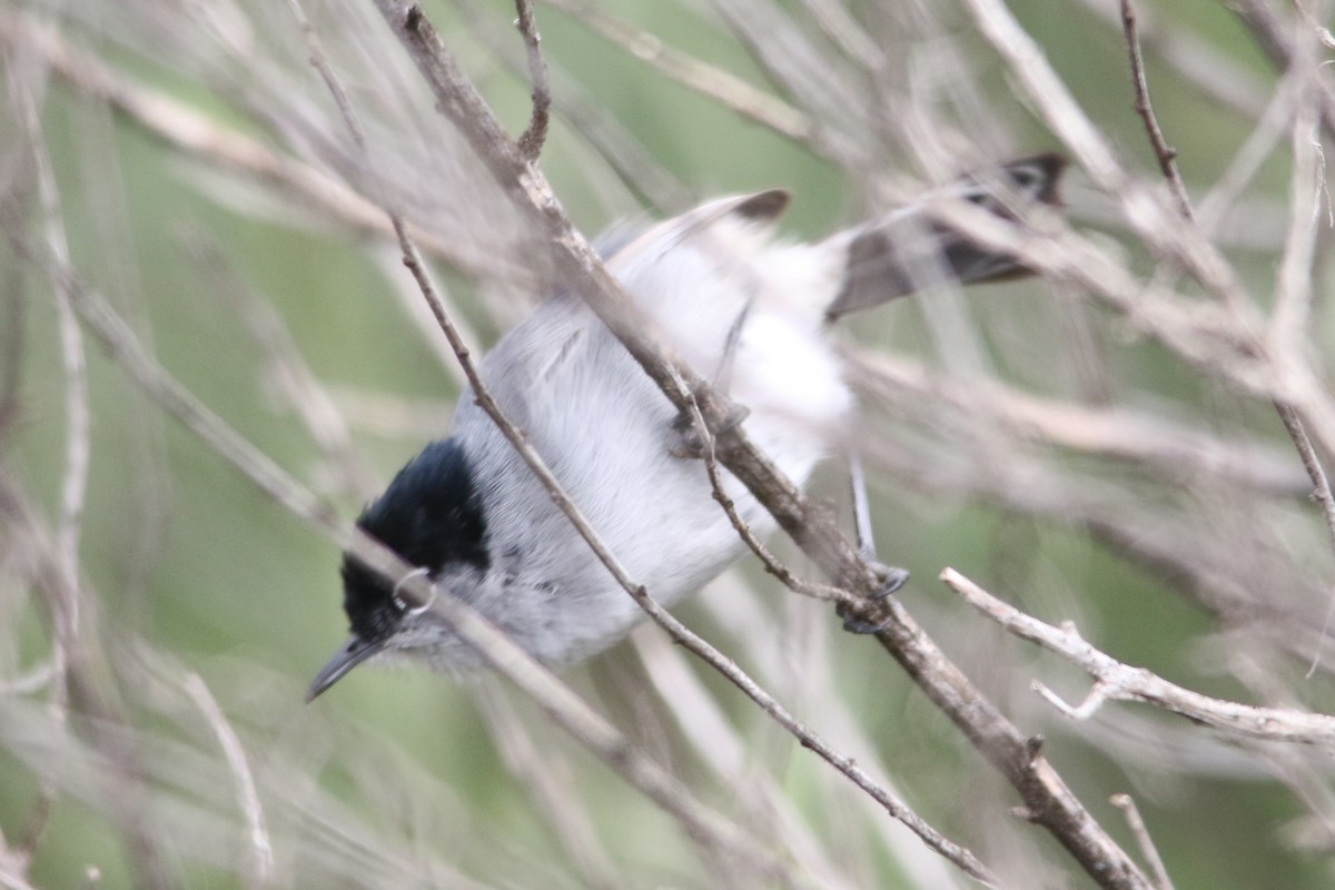 California Gnatcatcher - ML54416241