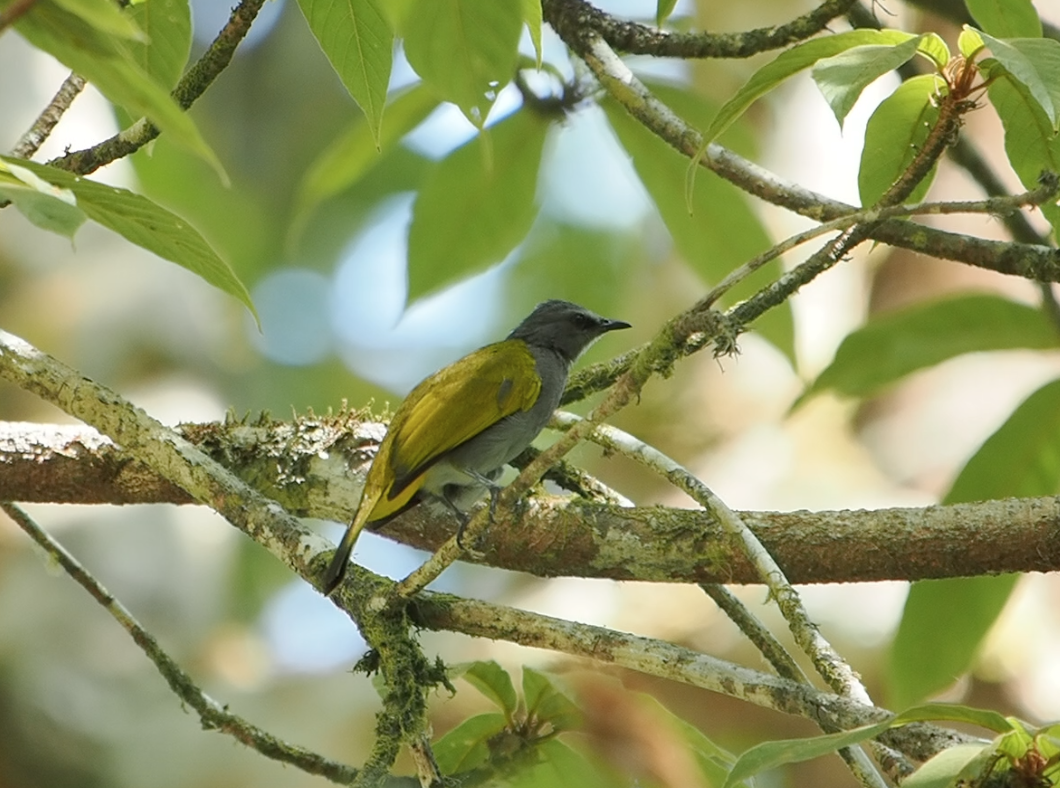 Gray-bellied Bulbul - ML544162791