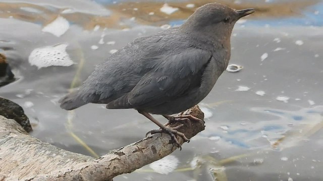 American Dipper - ML544164071