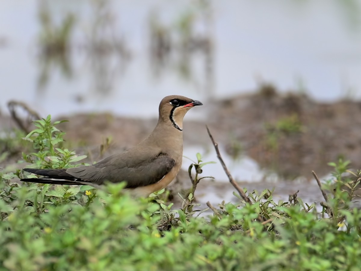 Oriental Pratincole - Reji Chandran