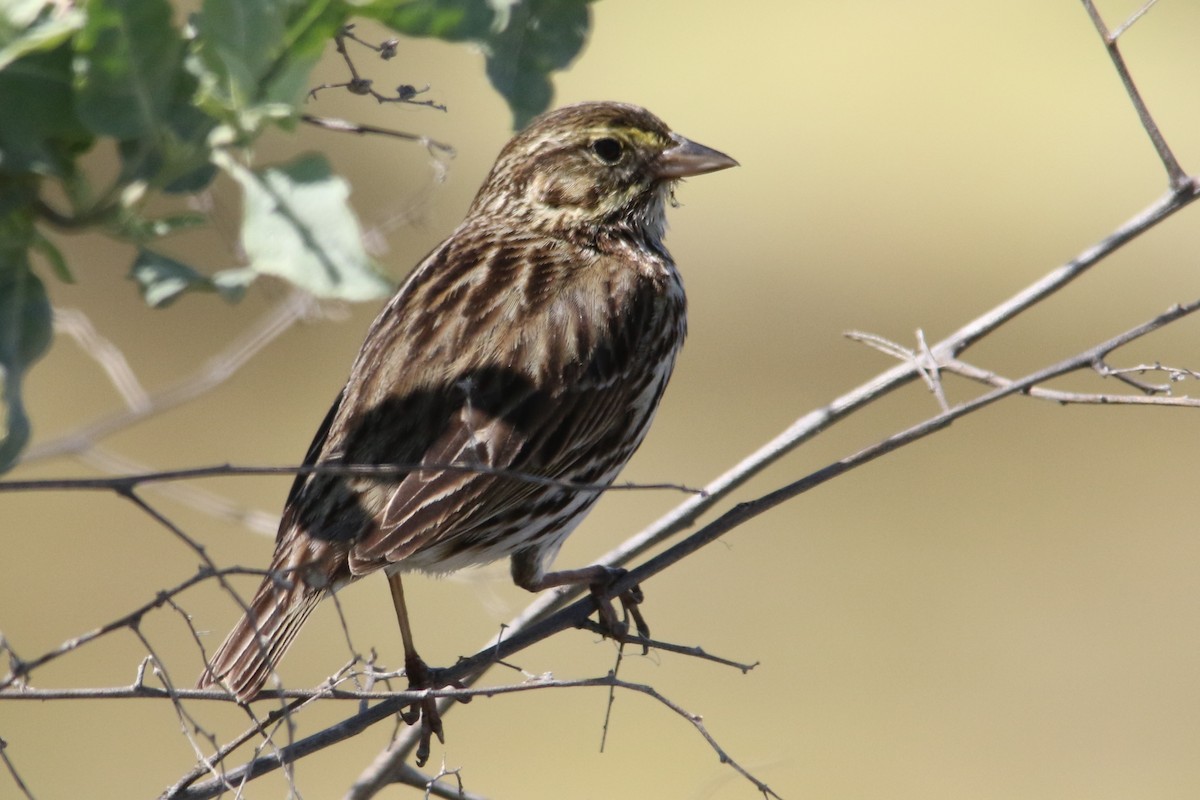 Savannah Sparrow (Belding's) - Louis Hoeniger