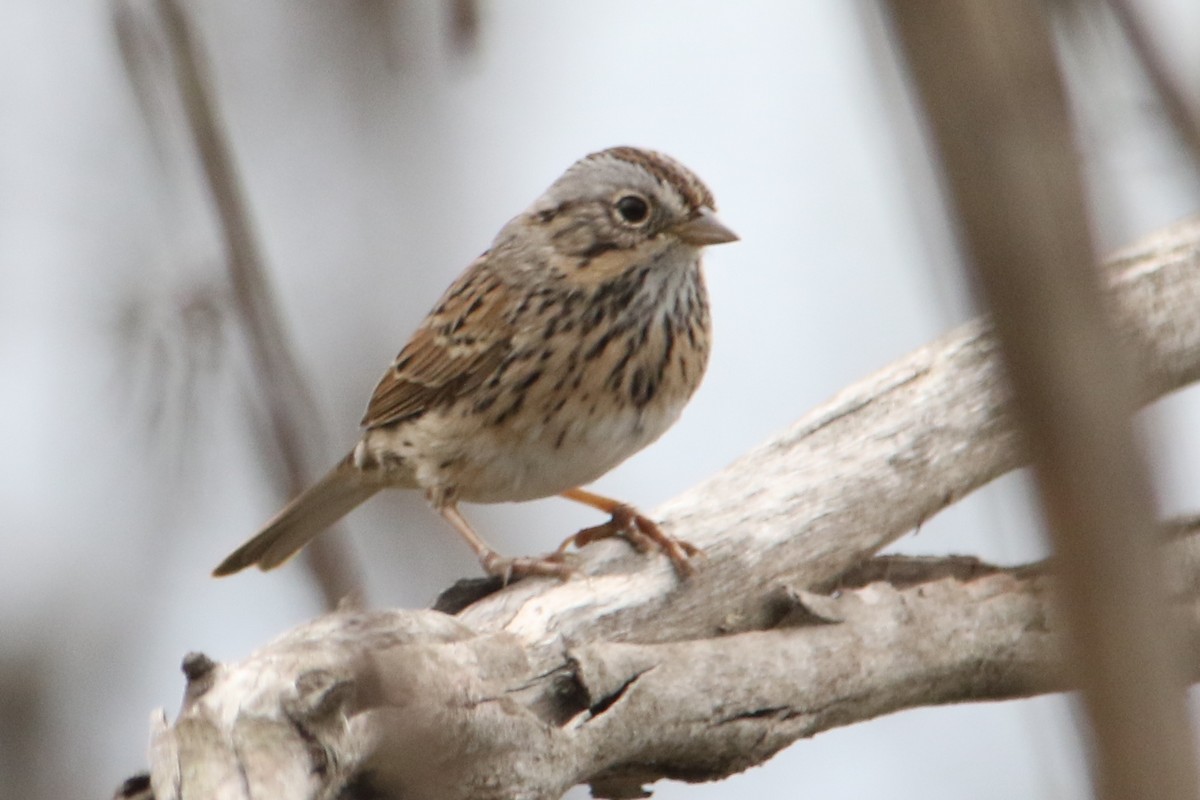 Lincoln's Sparrow - ML54416591