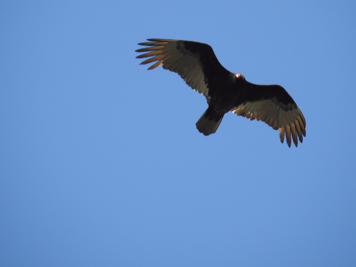 Turkey Vulture - ML544166051