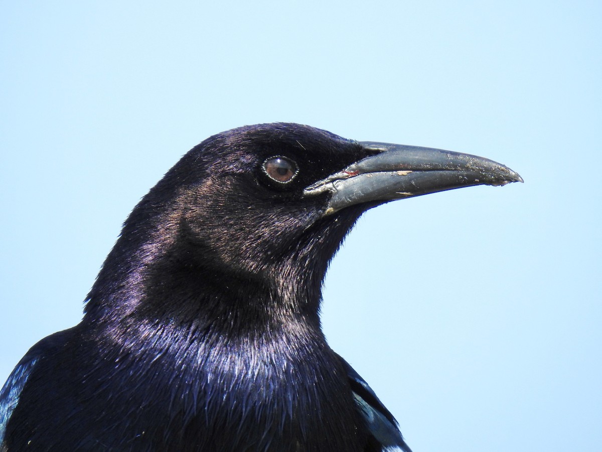 Boat-tailed Grackle - ML544166151