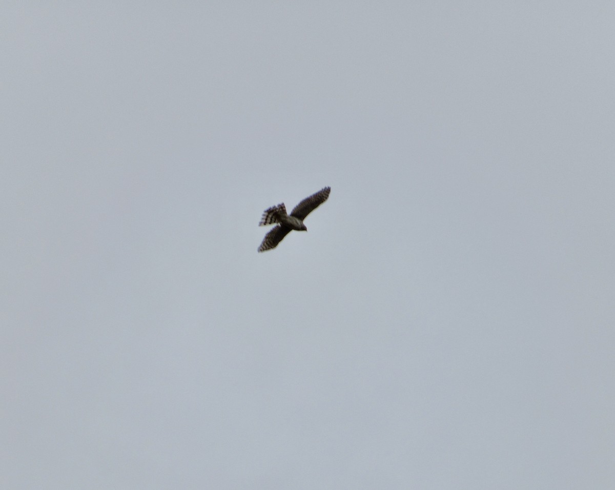 Cooper's Hawk - ML544167291