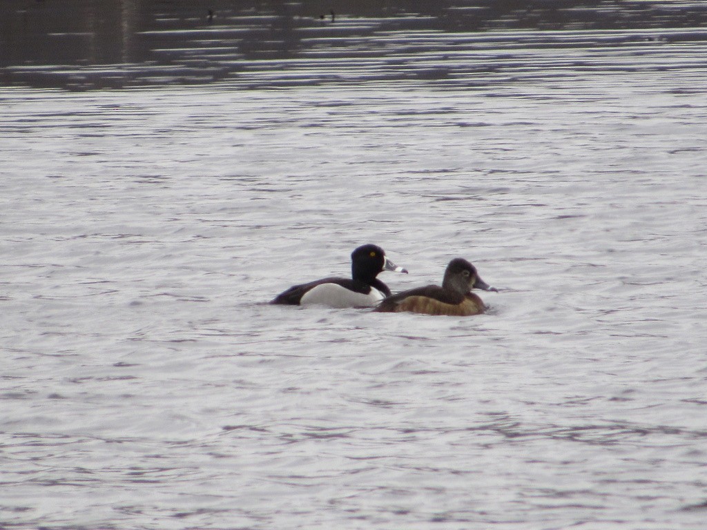 Ring-necked Duck - ML544168231