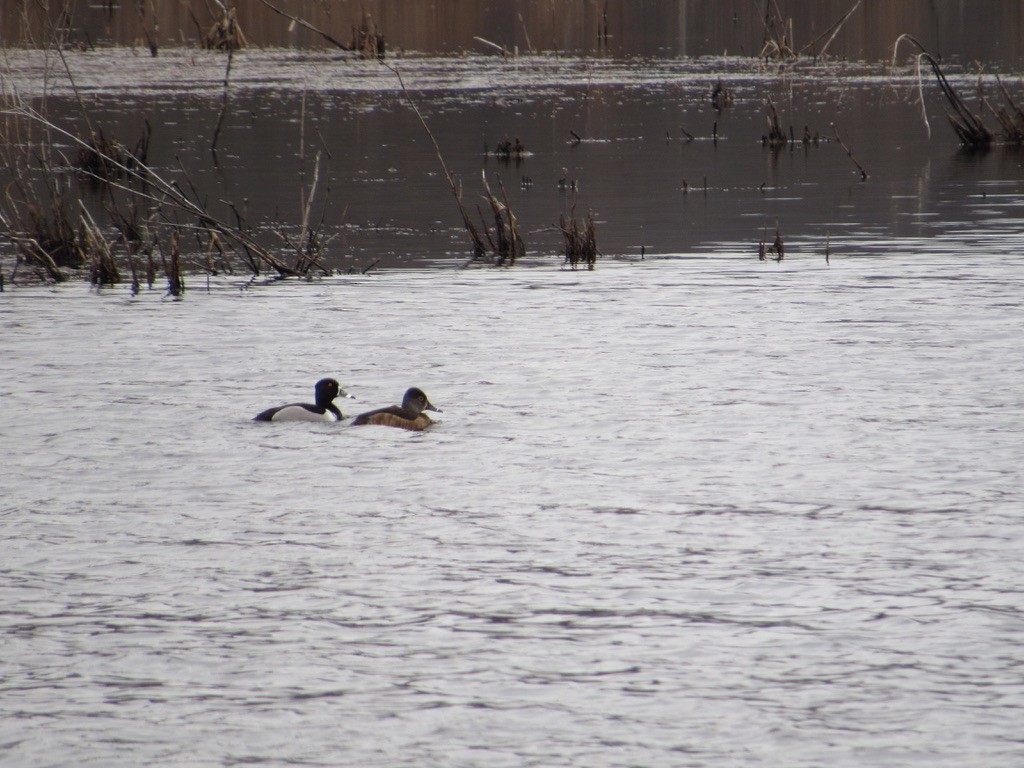 Ring-necked Duck - ML544168261